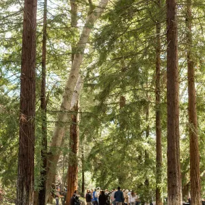 2018 Santa Barbara Beer Garden Event, Redwood Section