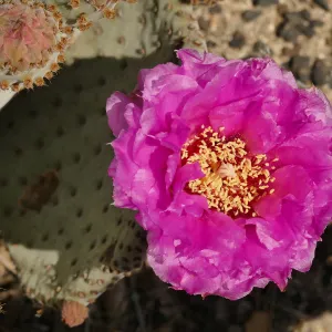 Beavertail Cactus flower