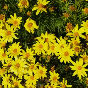 Coreopsis in the Island View Garden