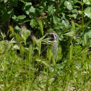 Quail