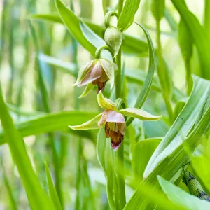 Stream Orchid in Arroyo Section