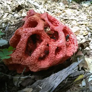 Birdcage fungus, Clathrus ruber, in the Redwood Section