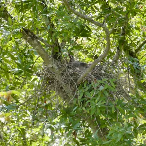 Hawk nest off Cottage Deck