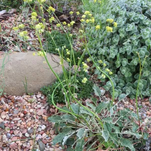 Eriogonum Ella Nelson's Yellow at Betsy Collins garden