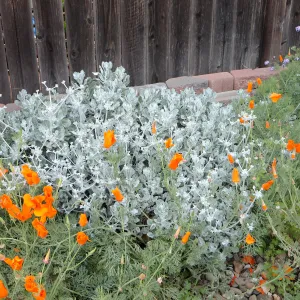 Eriogonum crocatum at Betsy Collins garden