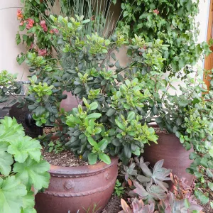 Natives in containers: Frangula Leather Leaf