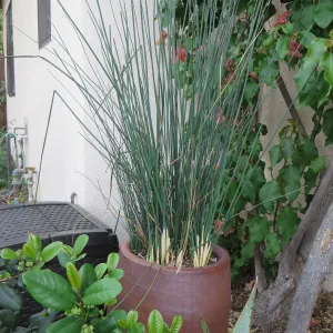 Natives in containers: Juncus textilis