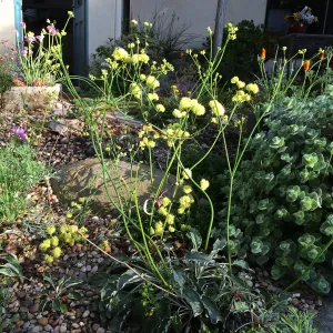 Eriogonum 'Ella Nelson' at Betsy Collins garden
