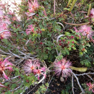 Calliandra eriophylla in Desert Section