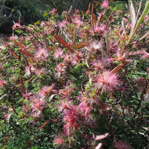 Calliandra eriophylla in Desert Section