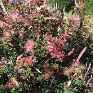 Calliandra eriophylla in Desert Section
