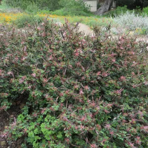 Calliandra eriophylla, fairy duster