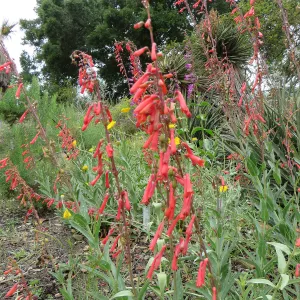 Penstemon centranthifolius in the Desert Section