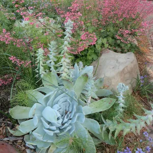 Dudleya brittonii at the bottom of the Groundcover display