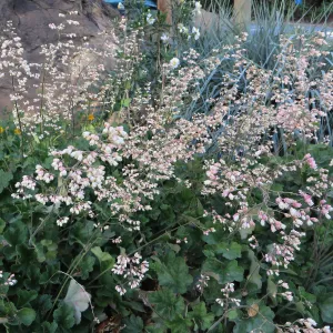 Heuchera â€˜Opal' at Garden entrance