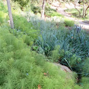 Equisetum telmateia, Leymus â€˜Canyon Prince' at Garden entrance