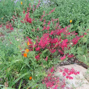 Heuchera â€˜Canyon Belle' lower Groundcover display