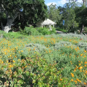Groundcover display, entrance kiosk in background