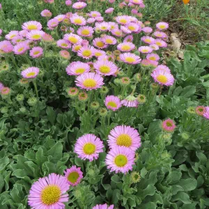 Erigeron â€˜Sea Breeze'