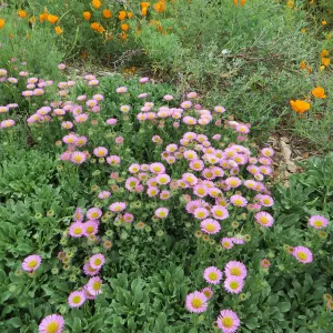 Erigeron â€˜Sea Breeze'