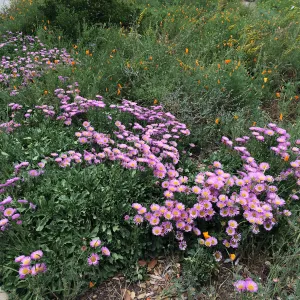 Erigeron â€˜Sea Breeze'