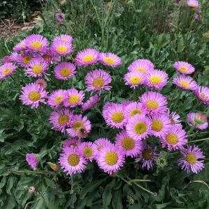 Erigeron â€˜Sea Breeze'