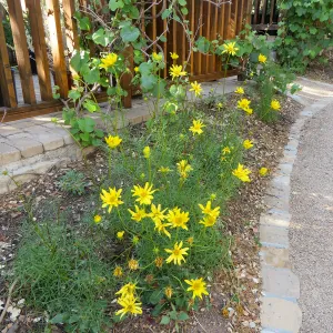 Leptosyne (Coreopsis) maritimus at the Water Wise Home Garden