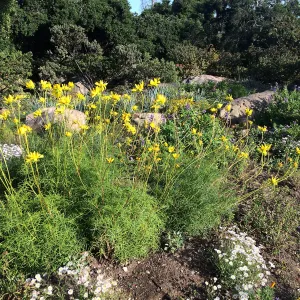 Water Wise Home Garden, Leptosyne maritima