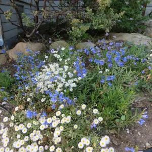 Water Wise Home Garden. Penstemon â€˜Margarita BOP', Erigeron divergens