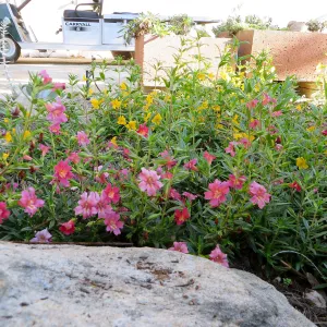 Water Wise Home Garden. Diplacus â€˜Trish' and â€˜Jelly Bean Gold'