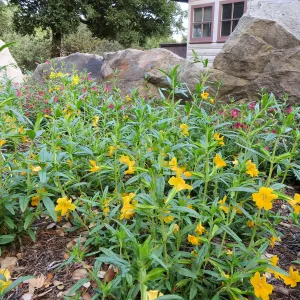 Diplacus Jelly Bean Gold at Water Wise Home Garden