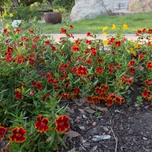 Water Wise Home Garden. Diplacus â€˜Fiesta Marigold'
