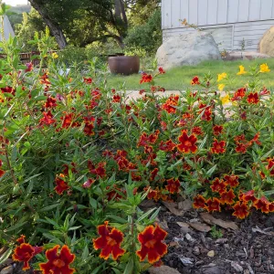 Water Wise Home Garden. Diplacus Fiesta Marigold