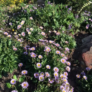 Water Wise Home Garden, Erigeron â€˜WR'