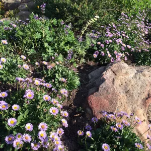 Water Wise Home Garden, Erigeron â€˜WR'