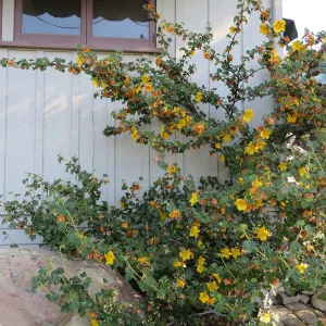 Water Wise Home Garden. Fremontodendron â€˜Pacific Sunset'