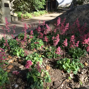 Heuchera â€˜Canyon Pink' at the Water Wise Home Garden