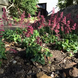 Heuchera â€˜Canyon Pink' at the Water Wise Home Garden