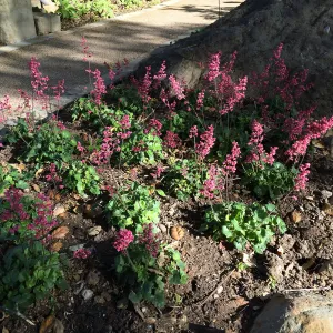 Heuchera â€˜Canyon Pink' at the Water Wise Home Garden