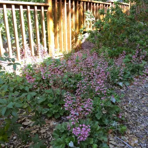 Heuchera â€˜Old La Rochette' at the Water Wise Home Garden