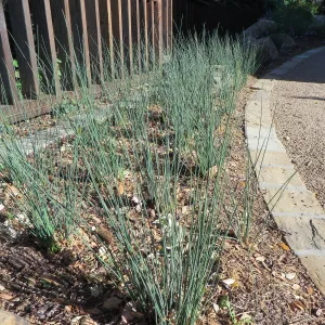 Water Wise Home Garden. Juncus â€˜Elk Blue'