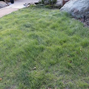 Water Wise Home Garden. Bouteloua lawn