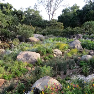 Water Wise Home Garden. Rain garden display