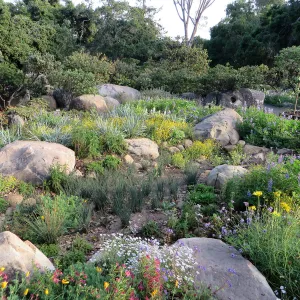 Water Wise Home Garden. Rain garden display