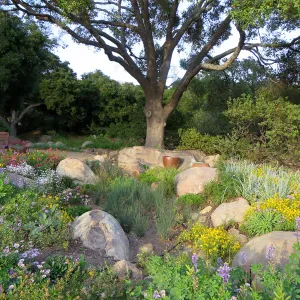 Water Wise Home Garden. Rain garden display