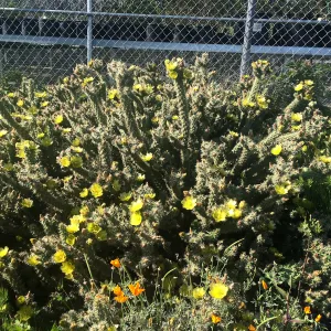 Cylindropuntia californica var. parkeri 91-158 at Horticulture Unit Nursery