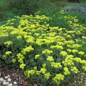 Eriogonum â€˜Shasta Sulphur' in Meadow border