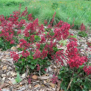 Heuchera â€˜Canyon Belle' at bottom of Meadow
