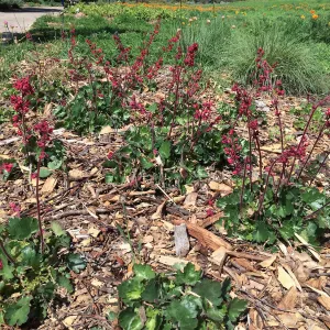 Heuchera â€˜Canyon Belle' in the lower meadow border