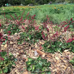 Heuchera Canyon Belle in the lower meadow border